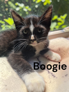 Boogie