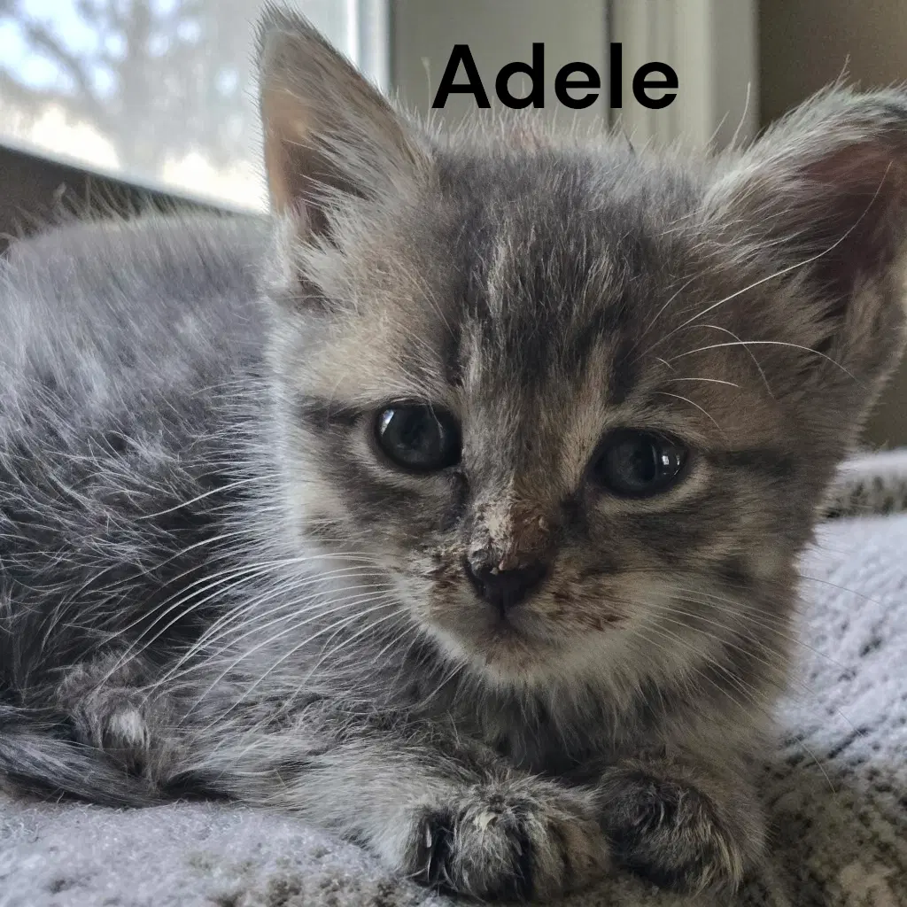 Adele image 2