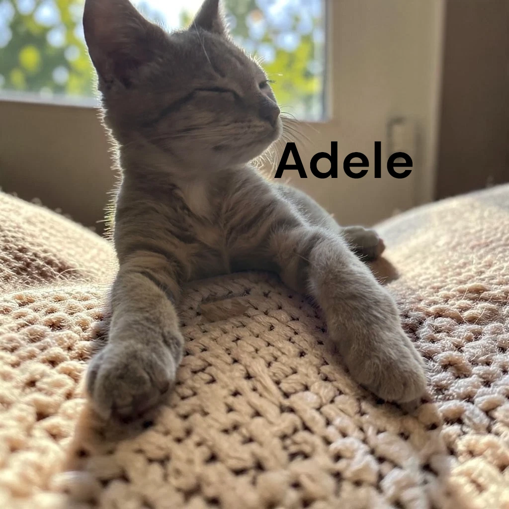 Adele