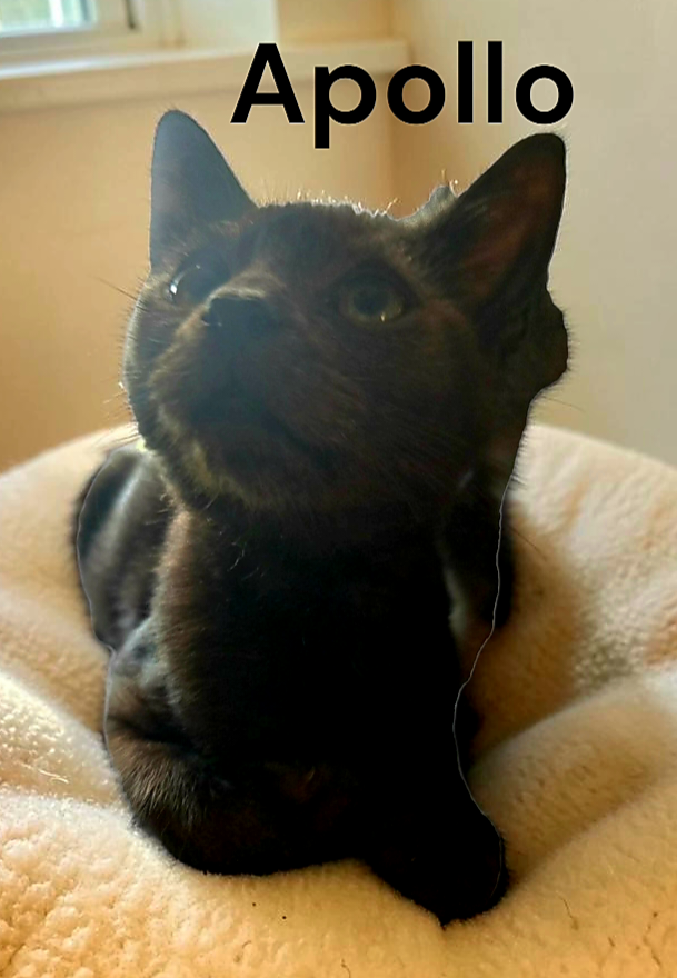Apollo, photo 3