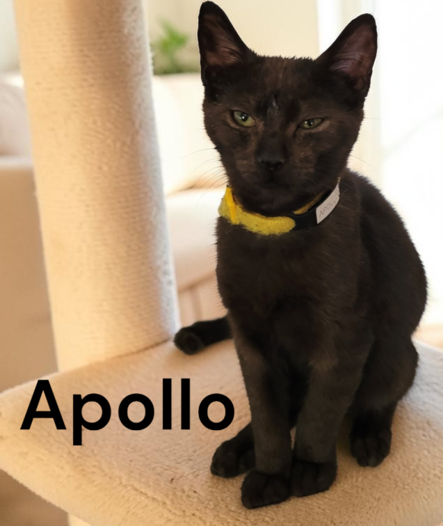 Apollo, photo 2