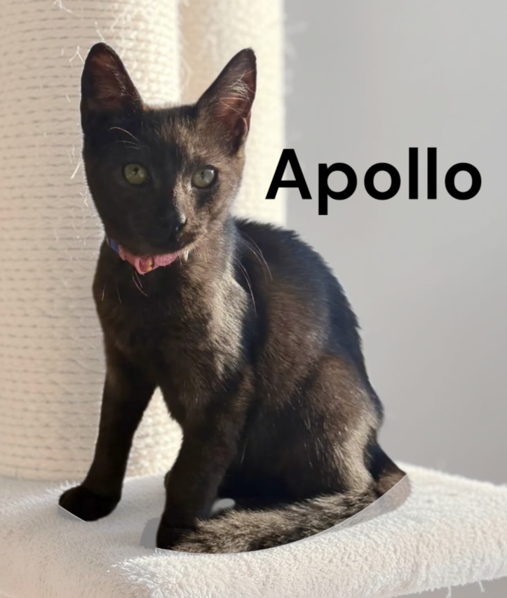 Apollo