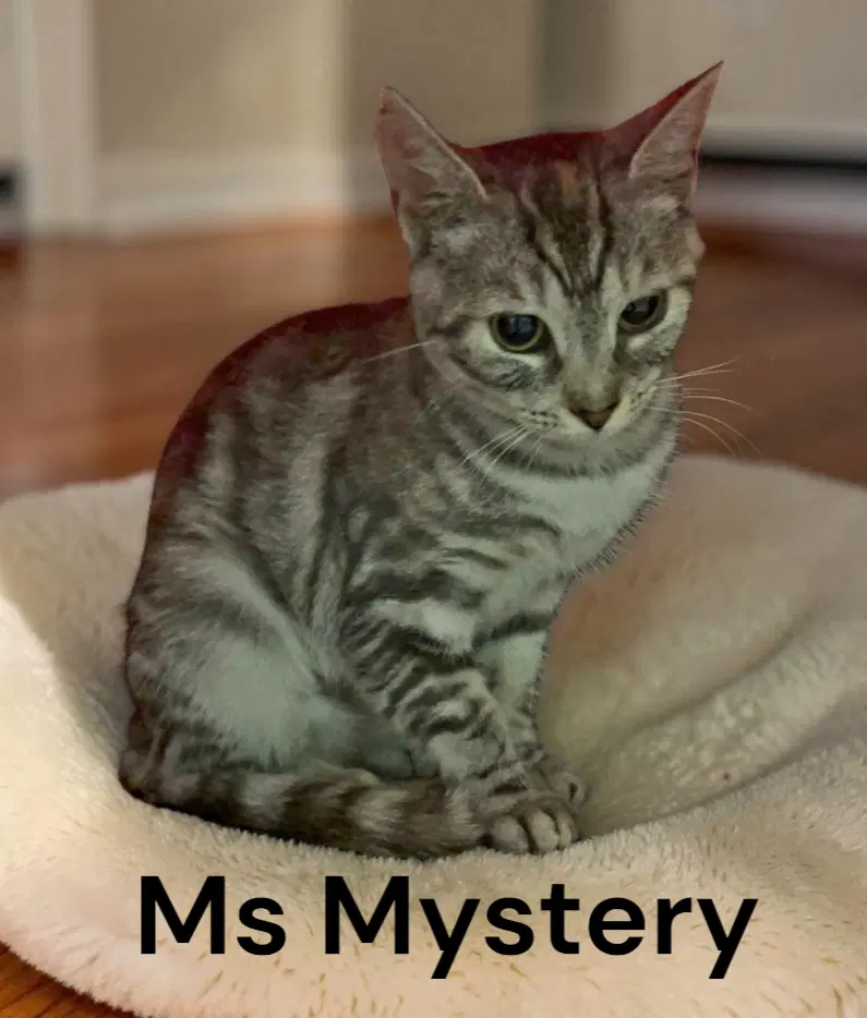 Ms Mystery - Tabby