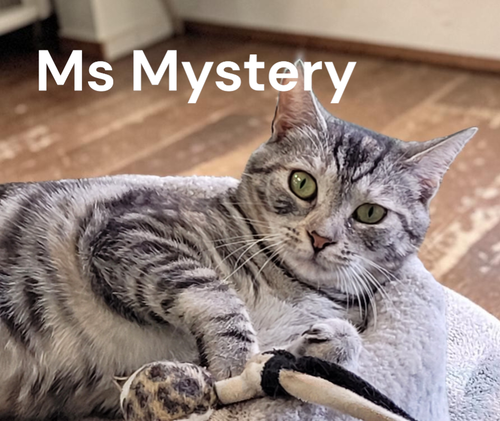 Ms Mystery, a cat for adoption from Garfield's Rescue, Inc.
