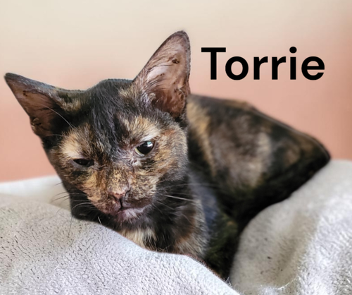 Photo 2 of Torrie