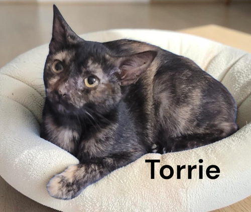 Torrie, a cat for adoption from Garfield's Rescue, Inc.