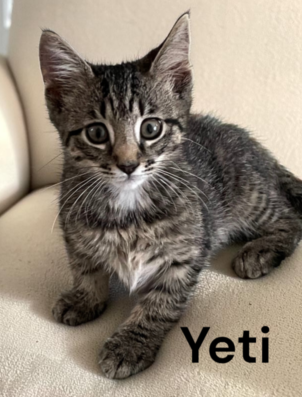 Yeti