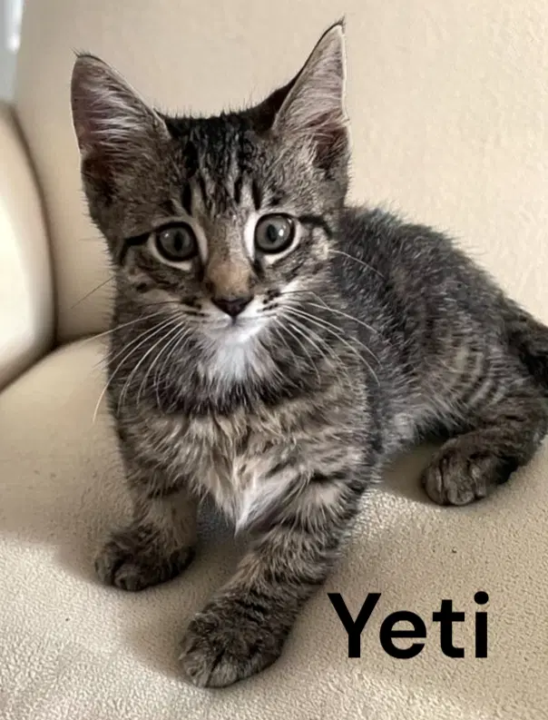Yeti - Tabby