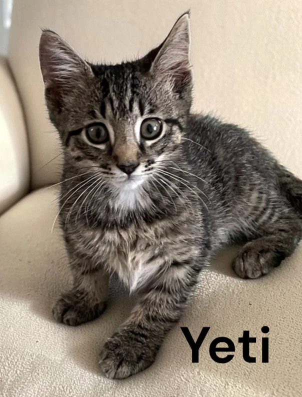 Yeti