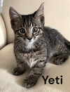 Yeti