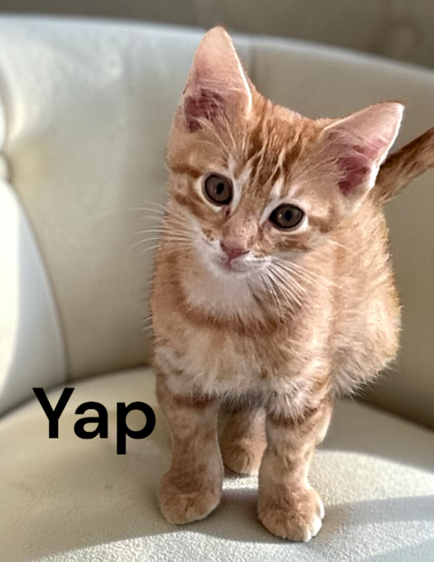 Yap