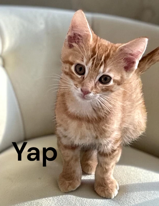 Yap