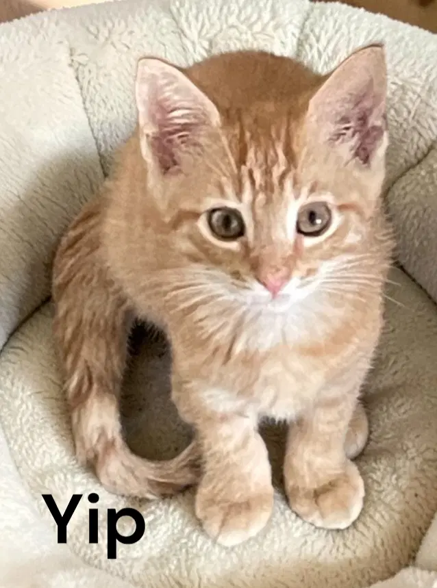 Yip - Tabby