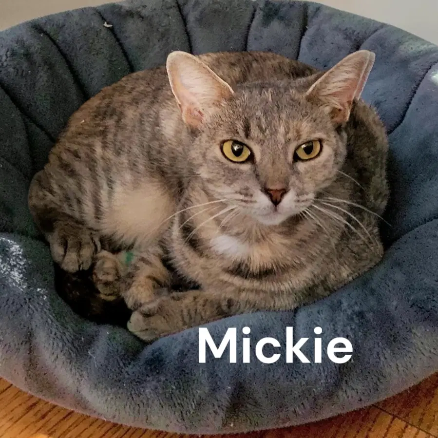 Mickie image 2