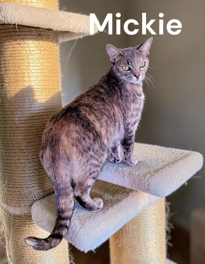 Mickie - Dilute Tortoiseshell