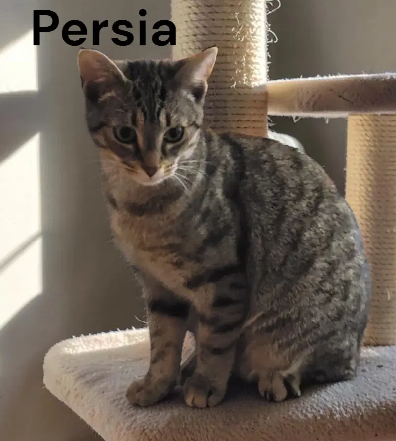 Persia image 1