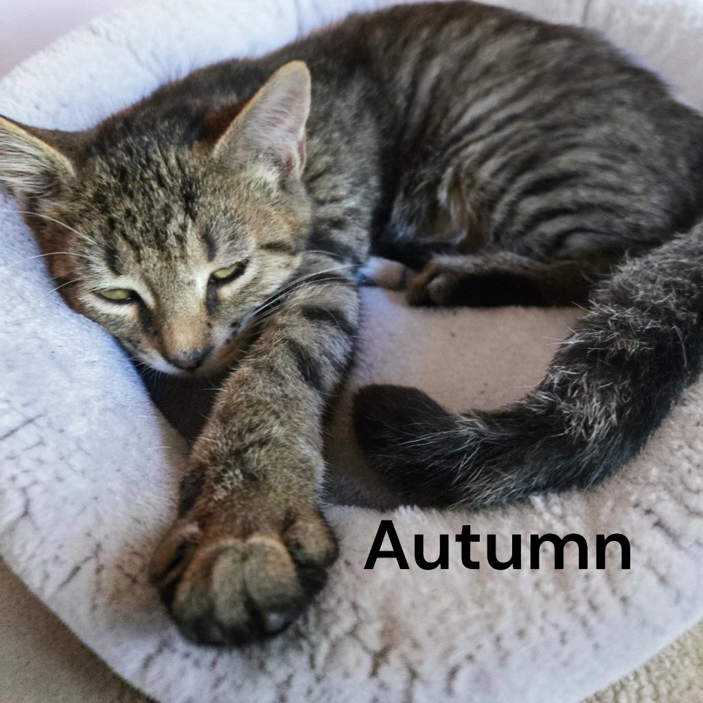 Autumn