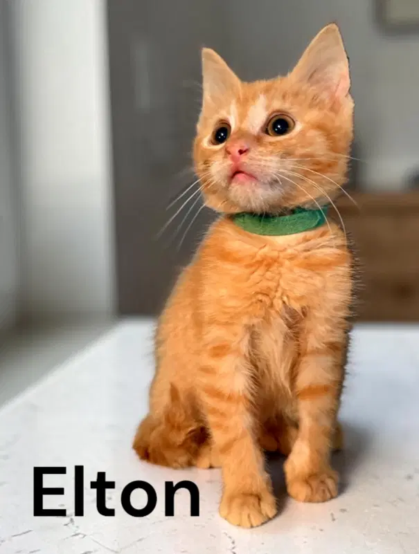 Elton - Tabby