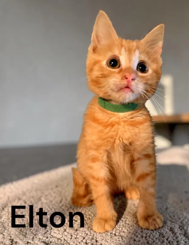 Elton image 2