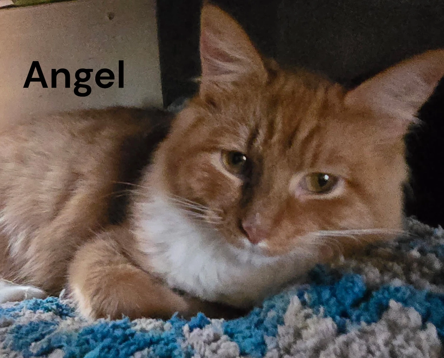 Angel