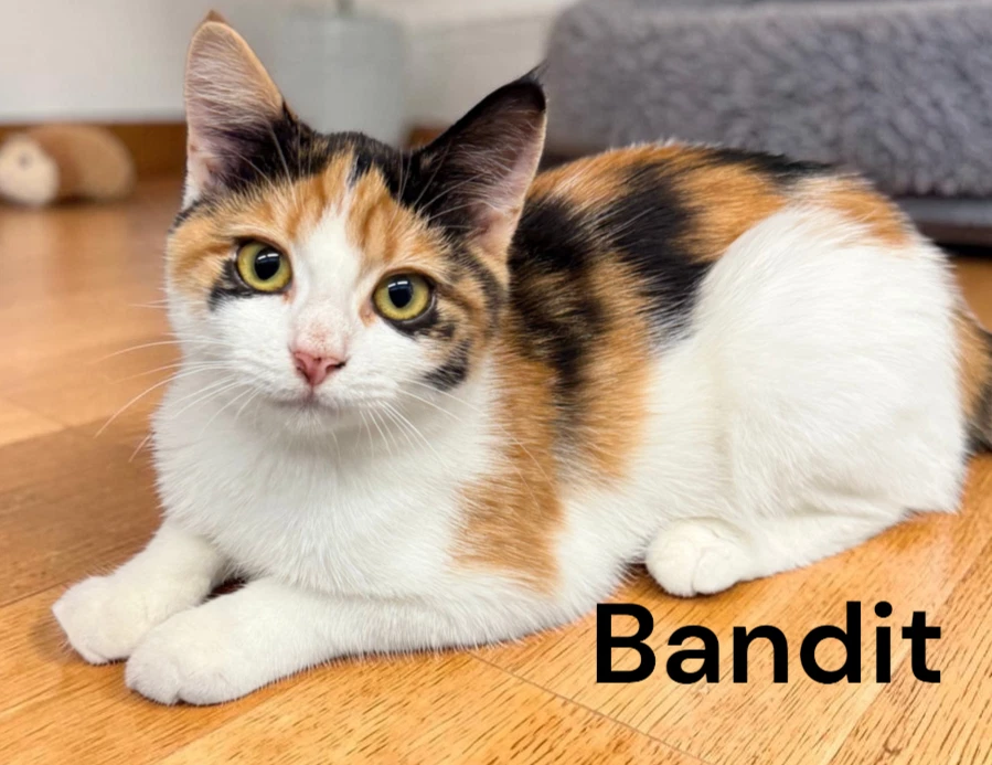 Bandit