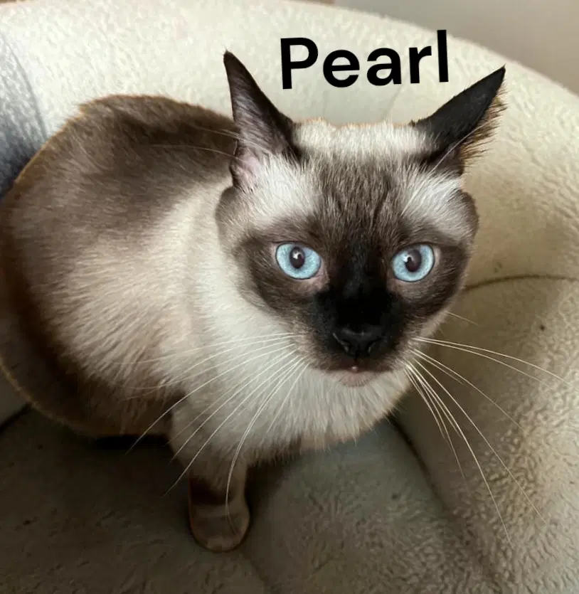 Pearl - Siamese
