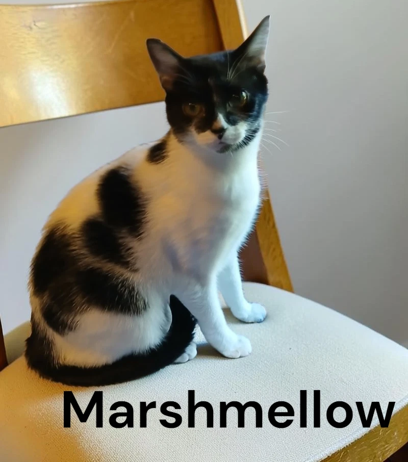 Marshmellow