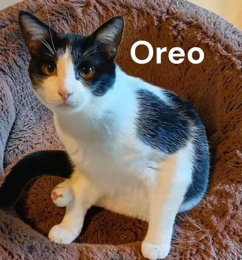Oreo