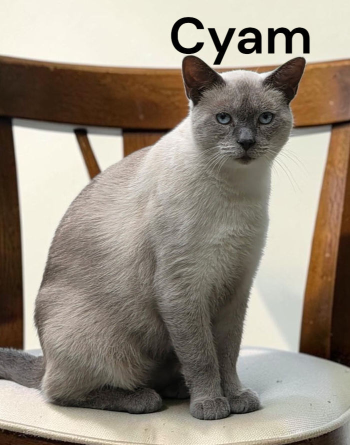 Cyam