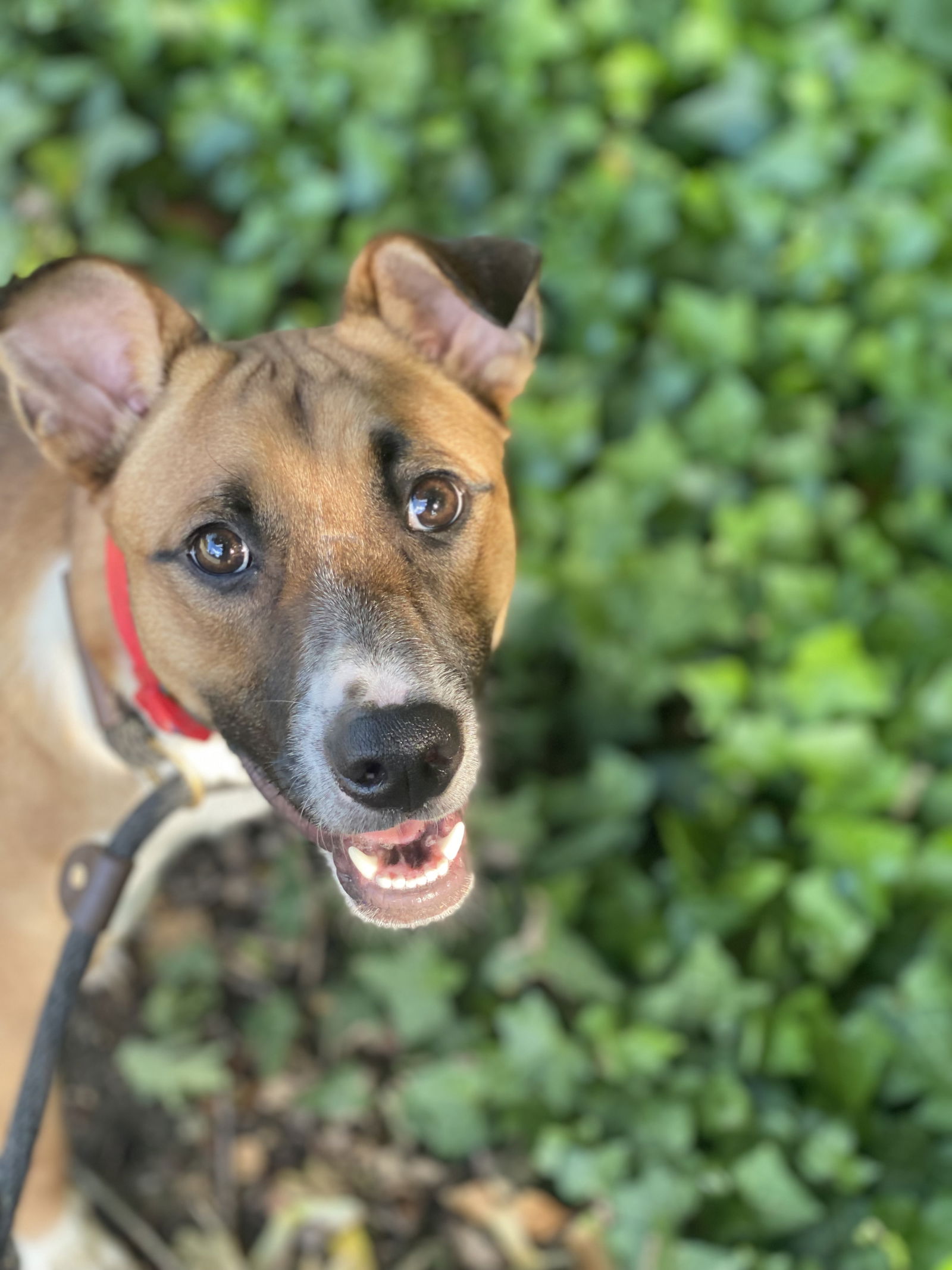 Dog for Adoption - Barney, a Terrier in Tillamook County, OR | Alpha Paw