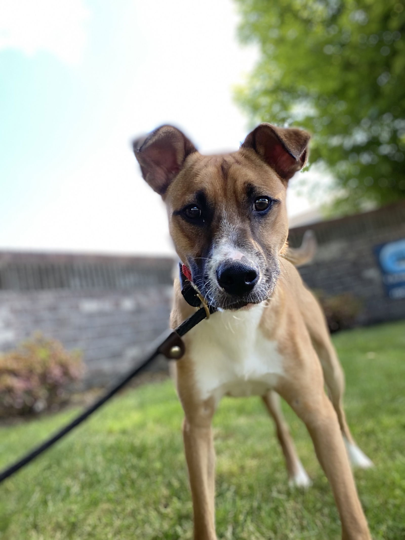 Dog for Adoption - Barney, a Terrier in Tillamook, OR | Alpha Paw