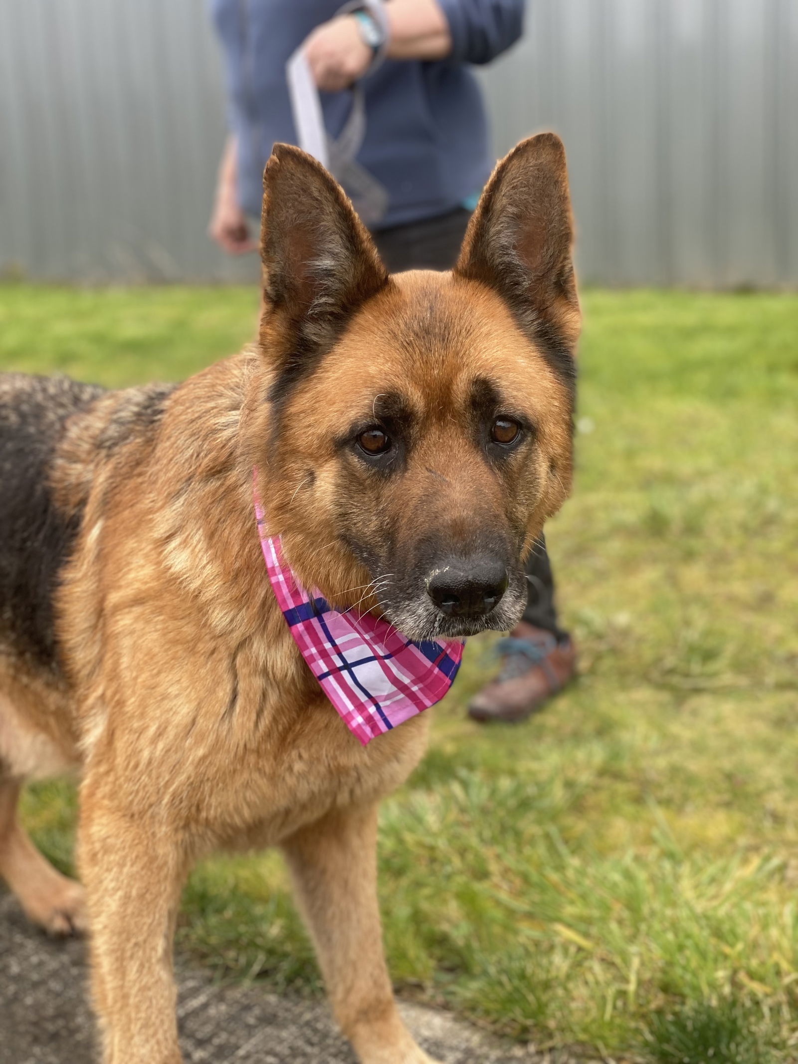 Dog for Adoption - Ginger, a German Shepherd Dog in Eugene, OR | Alpha Paw