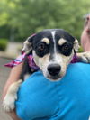 Marcie