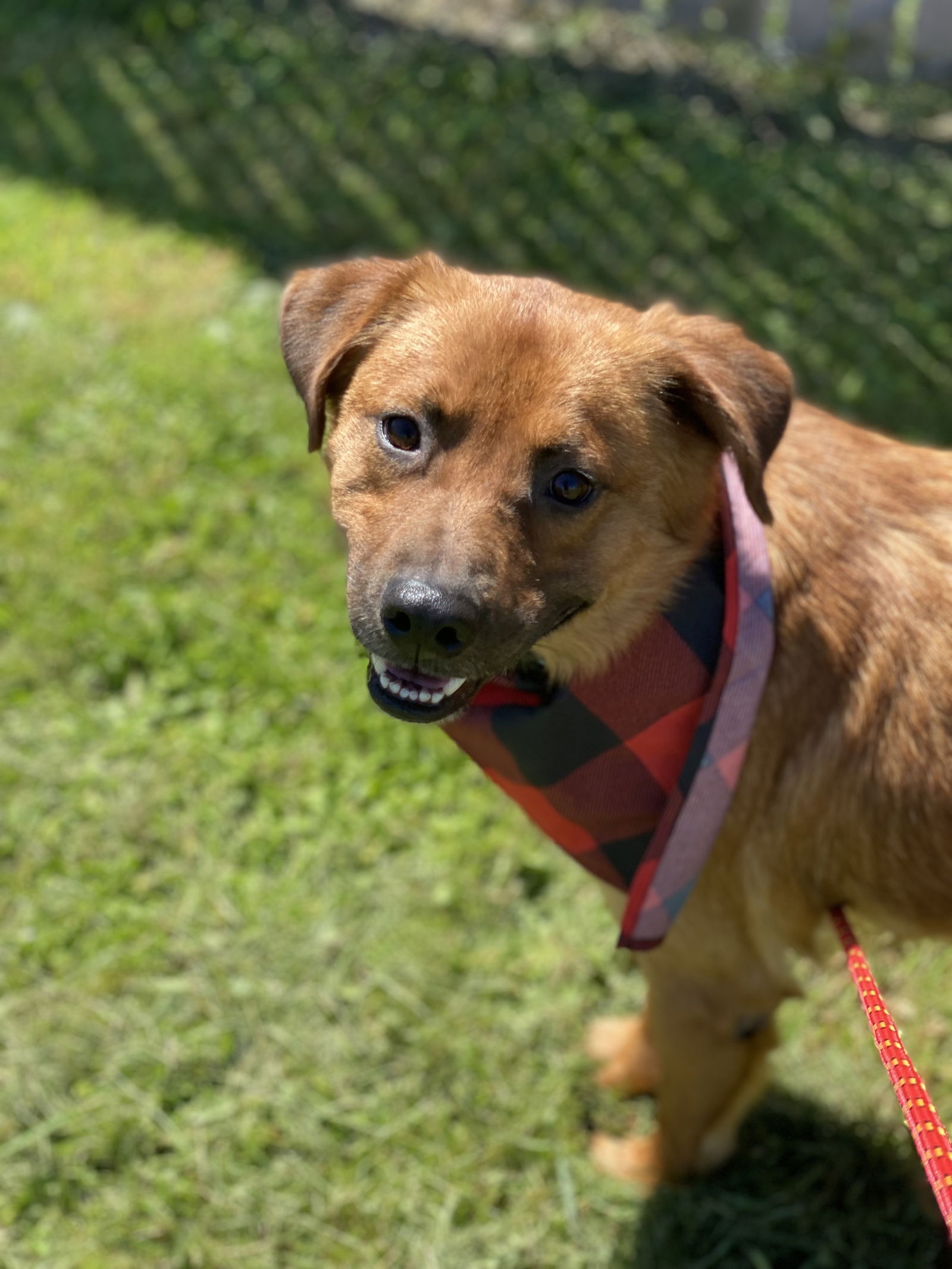 Dog for Adoption - Rusty, a Collie in Benton City, WA | Alpha Paw