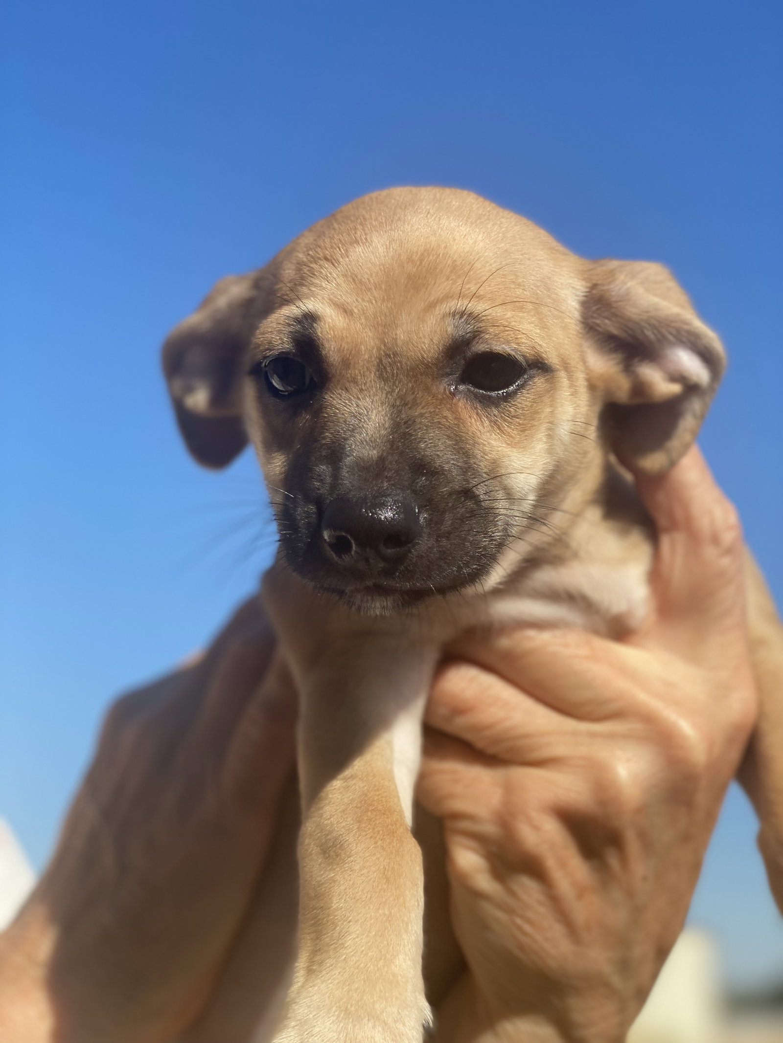 Dog for Adoption Mae, a Chihuahua in Tangent, OR Alpha Paw