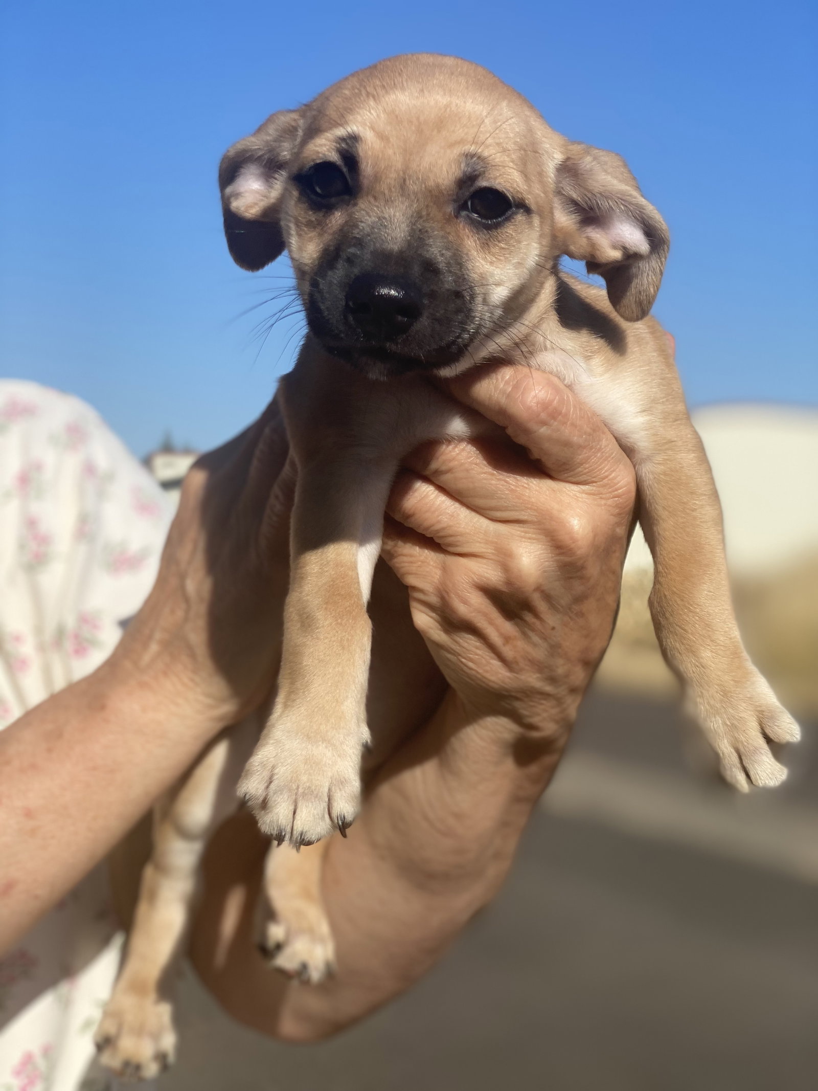 Dog for Adoption Mae, a Chihuahua in Tangent, OR Alpha Paw