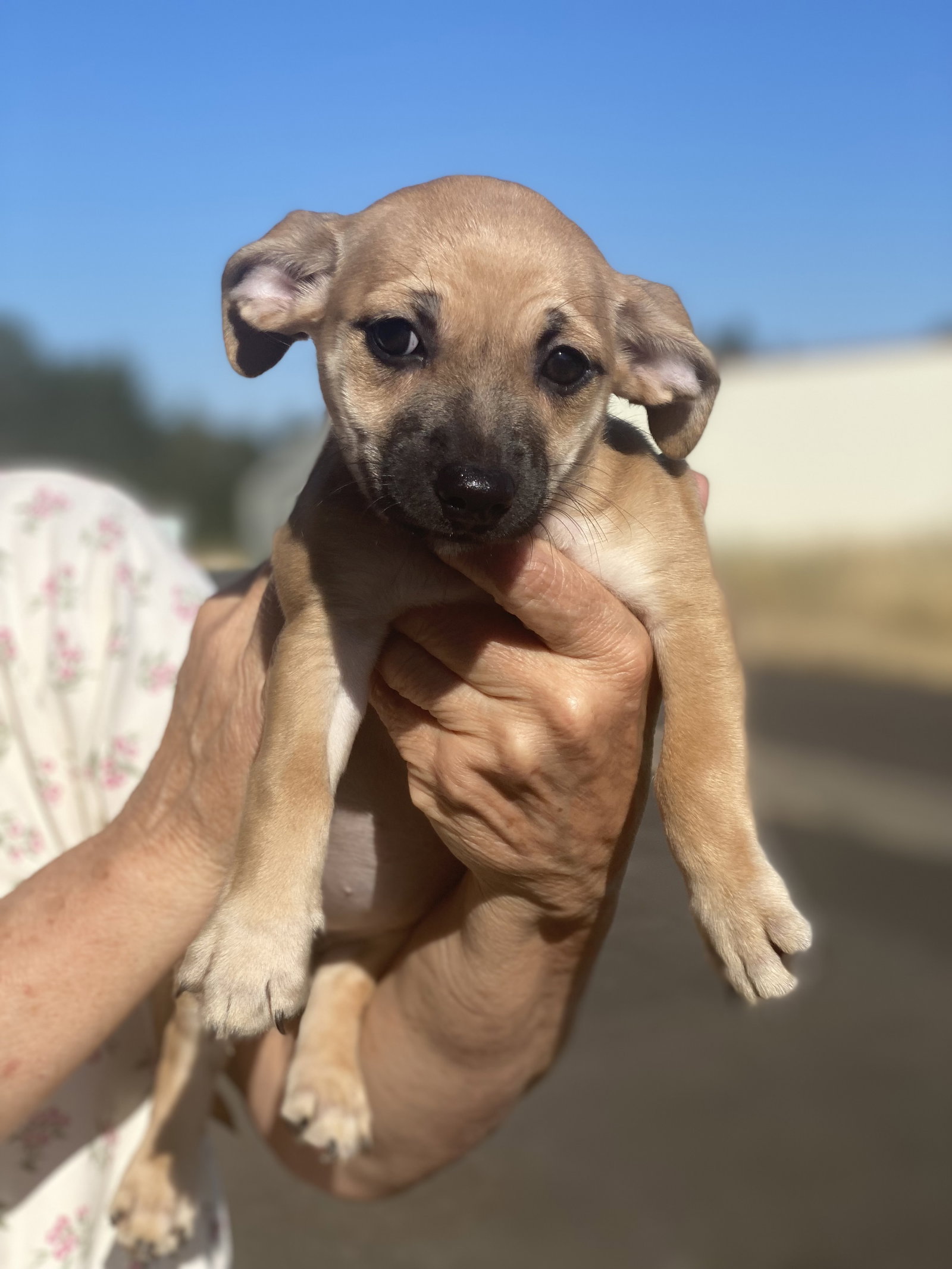 Dog for Adoption Mae, a Chihuahua in Tangent, OR Alpha Paw