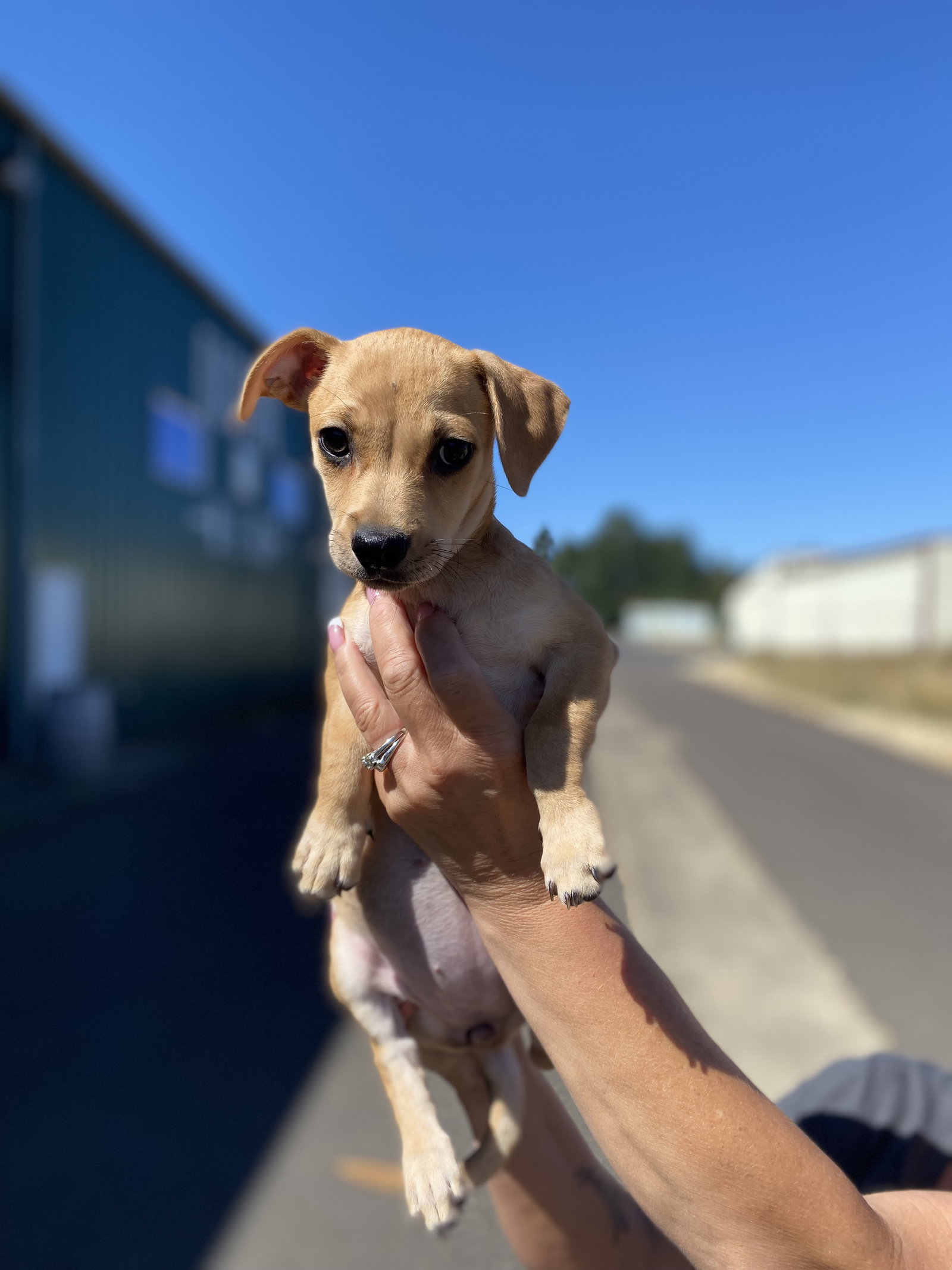 Dog for Adoption Peanut, a Chihuahua in Salem, OR Alpha Paw