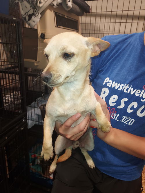 Dogs for Adoption in Albany, Oregon | Alpha Paw Dogs for Adoption in Albany, Oregon | Alpha Paw