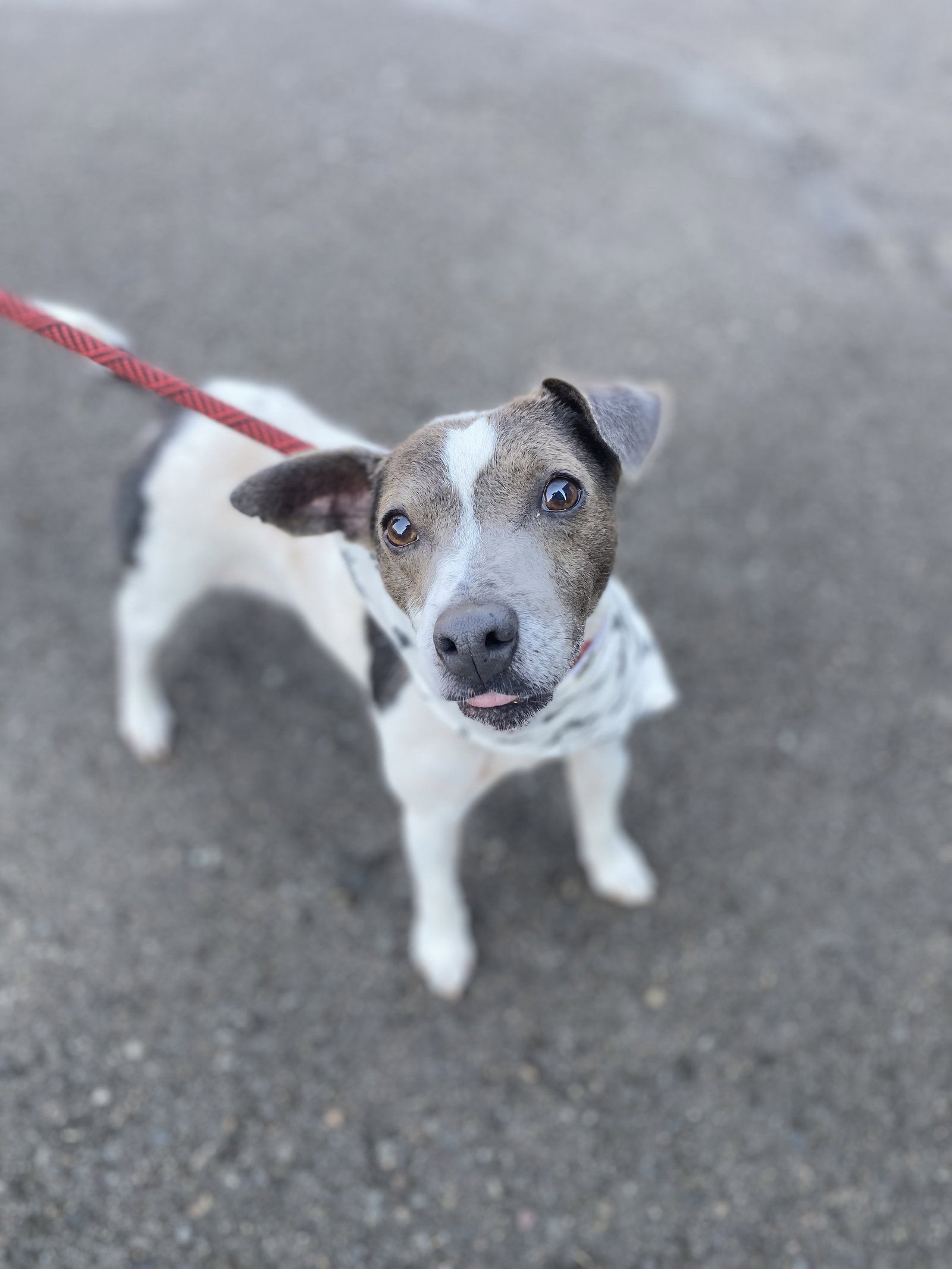 Dog adoption in Newberg, OR 97132 Jack Russell Terrier / Rat Terrier