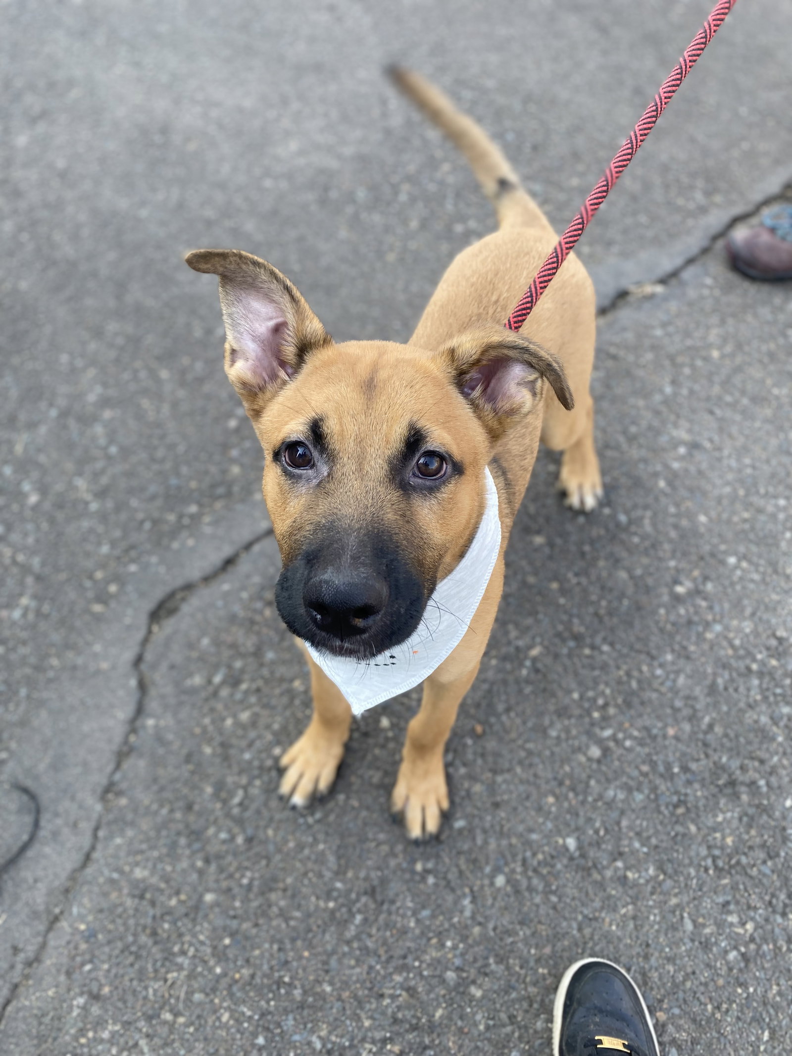 Dog for Adoption Plum, a German Shepherd Dog in Dollar Corner, WA