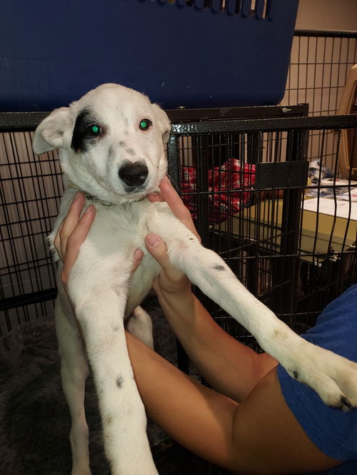 Dogs for Adoption in Albany, Oregon | Alpha Paw Dogs for Adoption in Albany, Oregon | Alpha Paw
