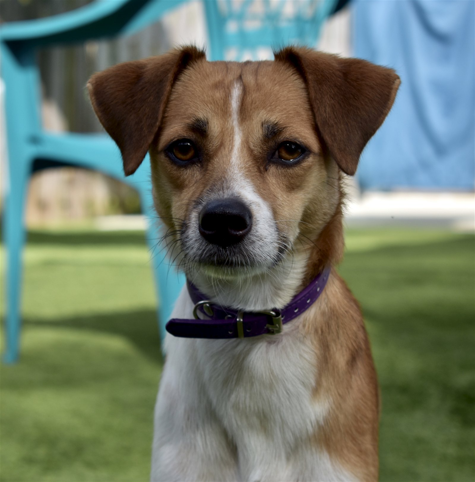 adoptable Dog in Sarasota, FL named Jake