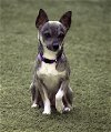 adoptable Dog in sarasota, FL named Ryan