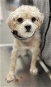 adoptable Dog in saint petersburg, FL named Casper