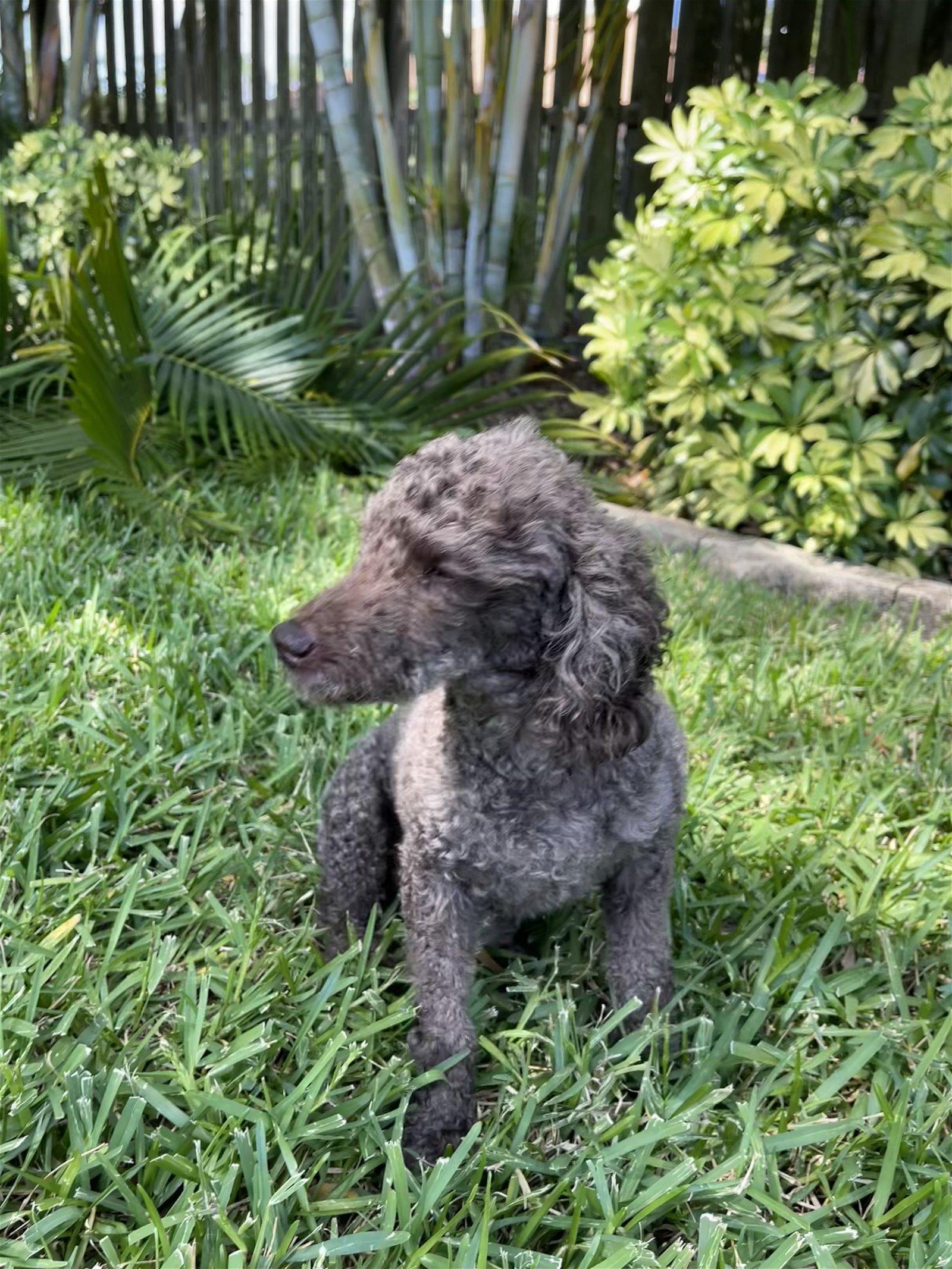 adoptable Dog in Saint Petersburg, FL named Gus