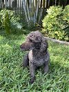adoptable Dog in saint petersburg, FL named Gus