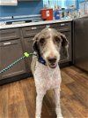 adoptable Dog in saint petersburg, FL named Beau