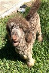 adoptable Dog in saint petersburg, FL named Gracie
