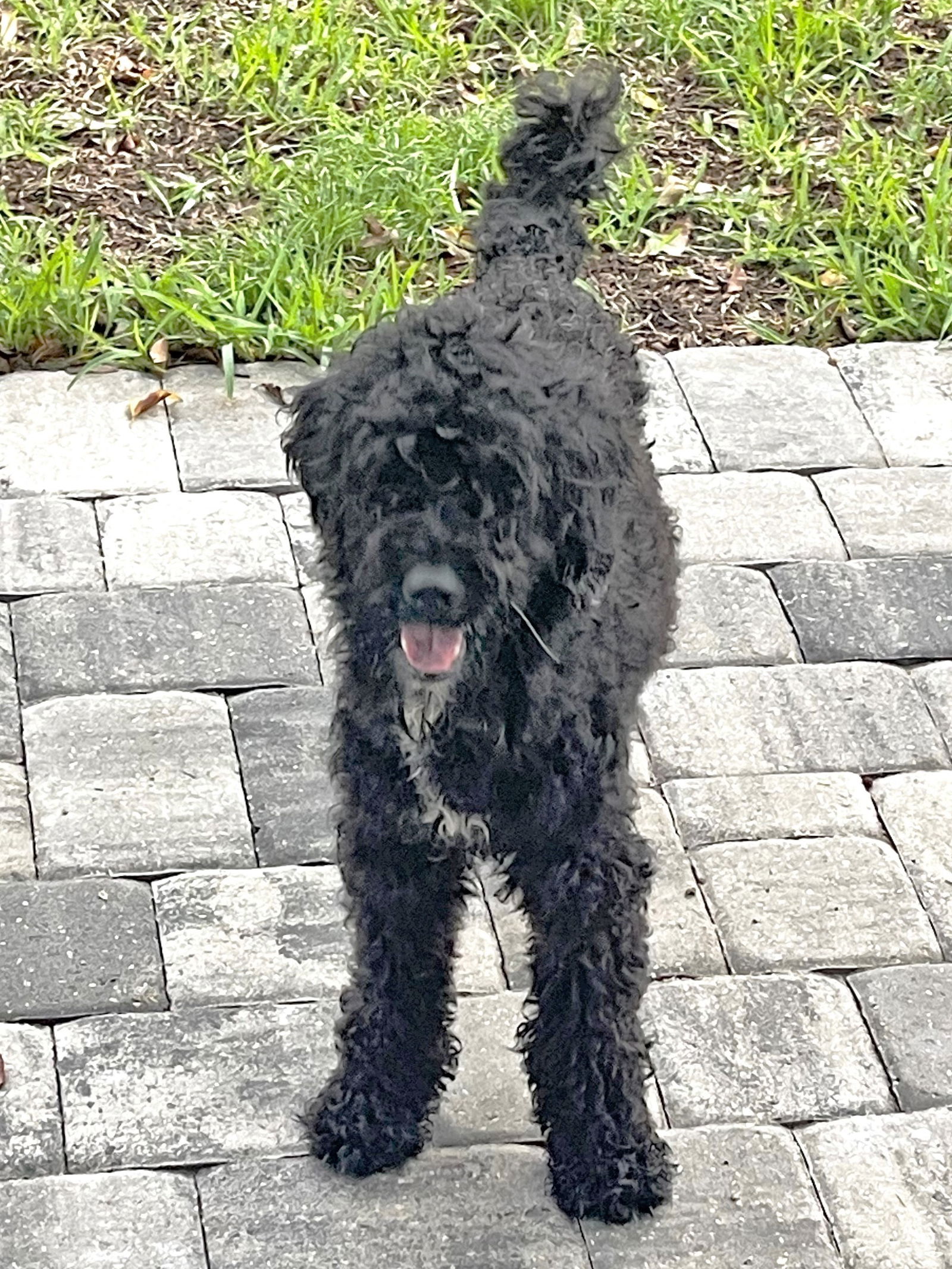 adoptable Dog in Saint Petersburg, FL named Patience